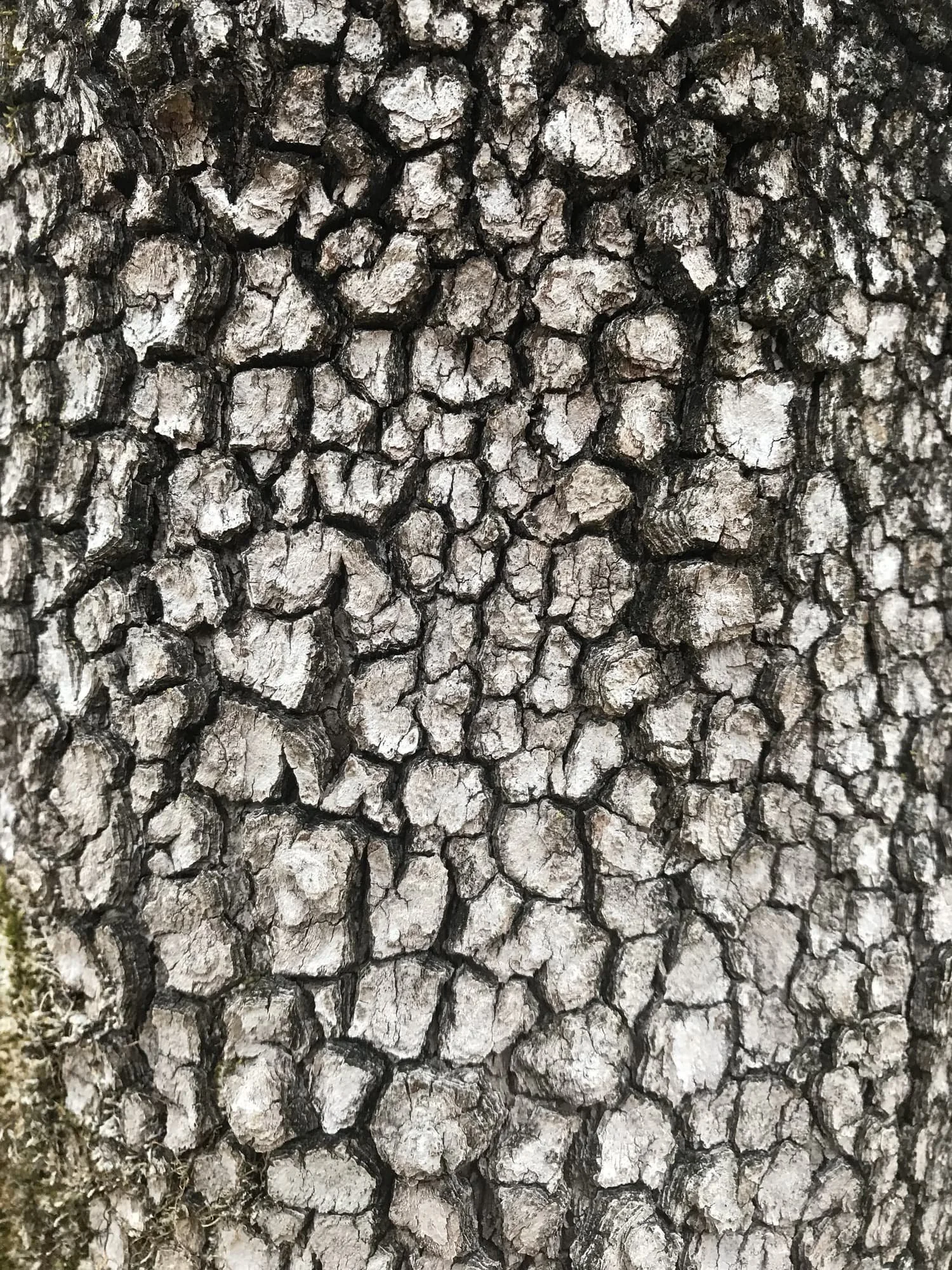 1983年Burton Mullins 木象嵌Dogwood Branch 額装 Dogwood Bark Ring (Cornus florida) Size 7 — Shade Metals